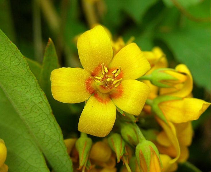 Lysimachia vulgaris / Mazza d'' oro comune